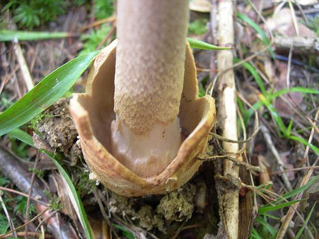 Amanita  battarrae  (Boud.)  Bon